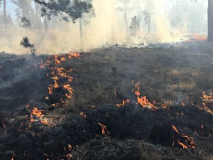 Burning of fine fuels (grasses)